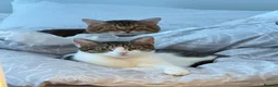Bengal cats for sale: Mixed Bengal Breed  - Advert 1