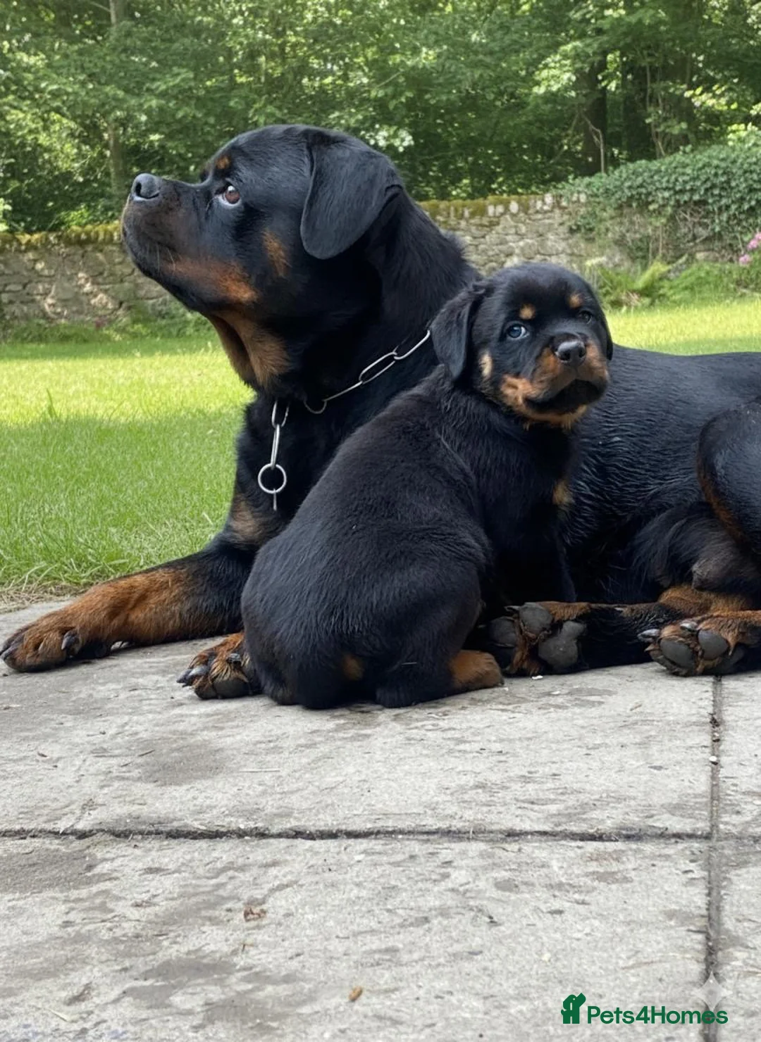 Rottweiler dogs for sale: Top quality kc pups for sale timitor X edelstein - Advert 4