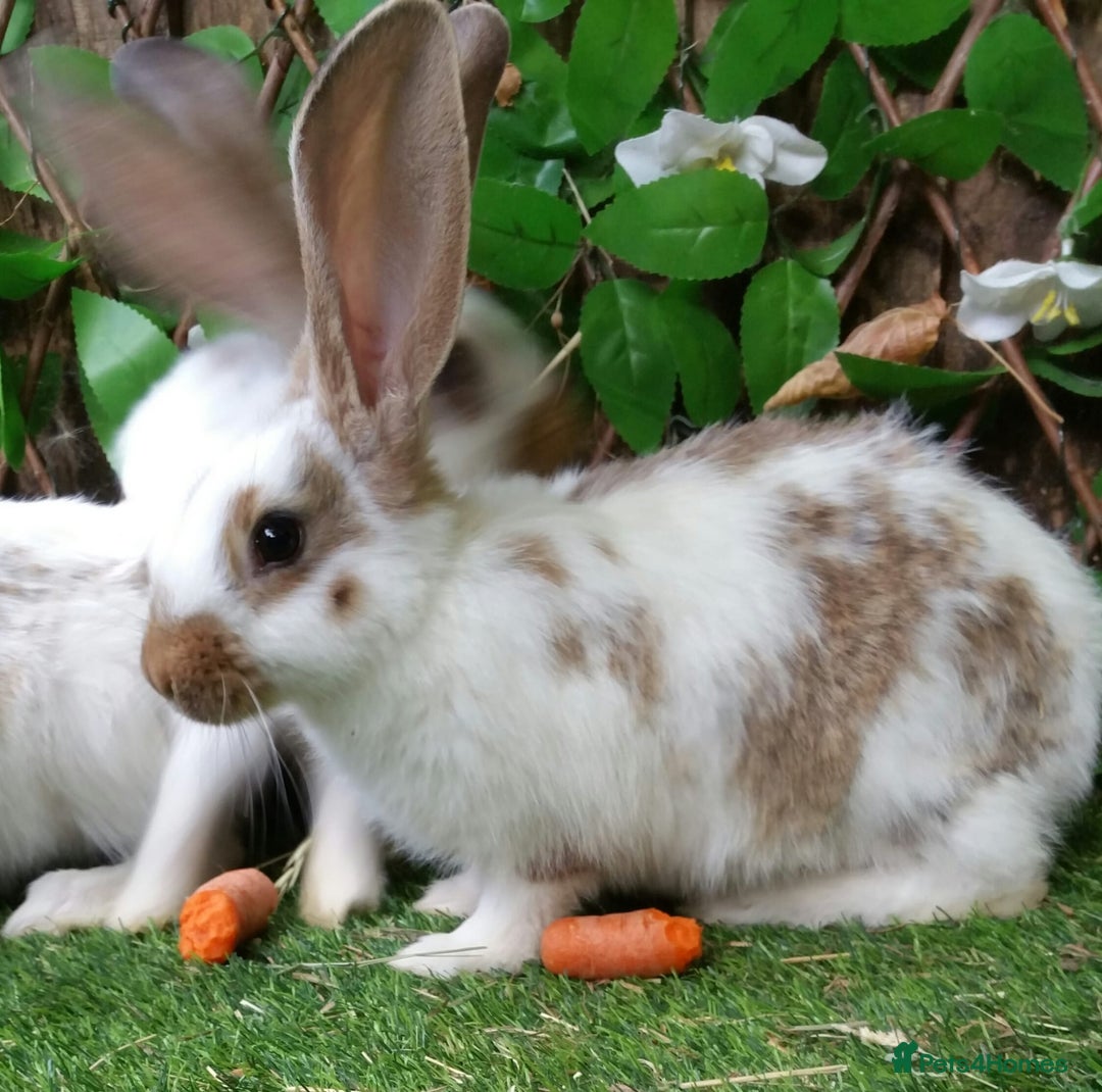 Continental Giant rabbits for sale: Giant Papillon Baby Boys  - Vaccinated - Reserve - Image 2