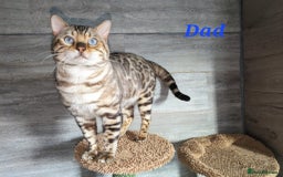 Bengal cats for sale: ✨ Bengal TICA Registered kittens Available ✨🐱 - Image 12