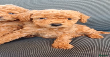 Toy Poodle dogs - Advert 1