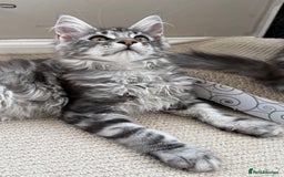 Maine Coon cats for sale: Outstanding pedigree Maine coons  - Image 3