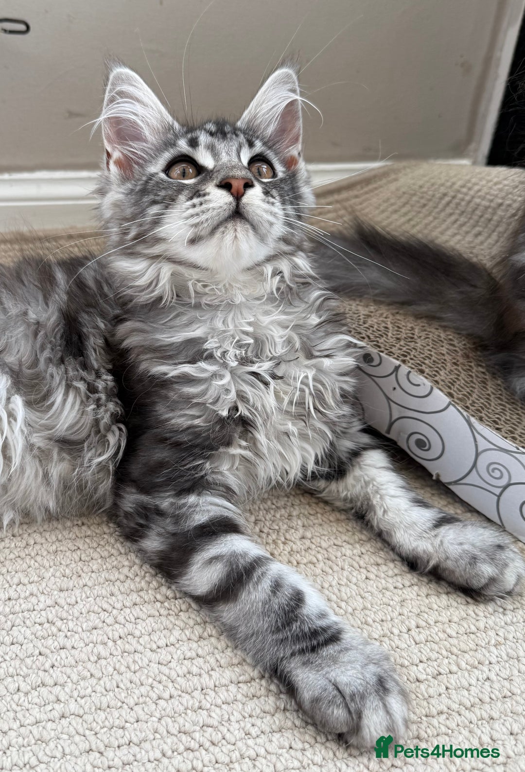 Maine Coon cats for sale: Outstanding pedigree Maine coons  - Image 3