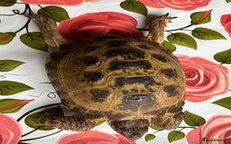 Tortoise reptiles for sale: Horsefield tortoise x2 - Image 3