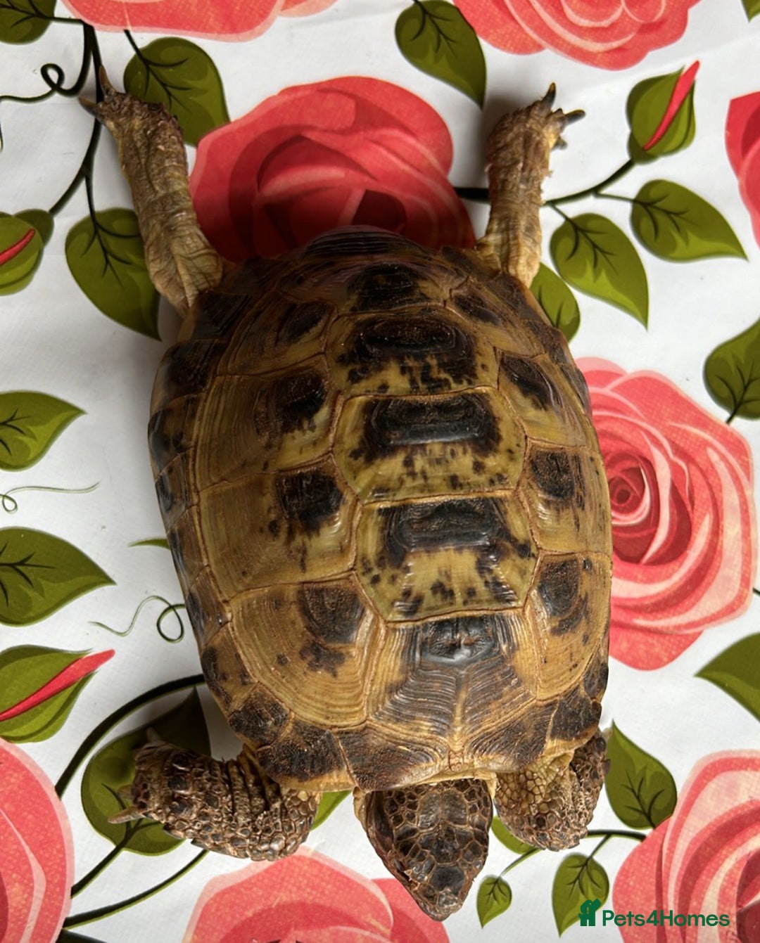 Tortoise reptiles for sale: Horsefield tortoise x2 - Image 3