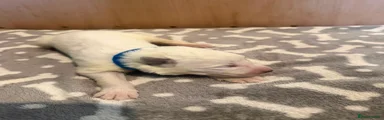White Swiss Shepherd 1