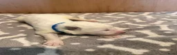 White Swiss Shepherd dogs for sale: Swiss white shepherds puppies  - Advert 8