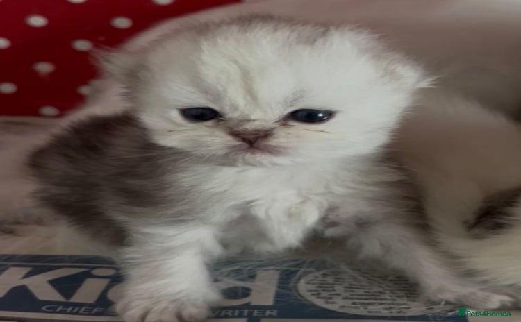 Persian cats - Advert 3