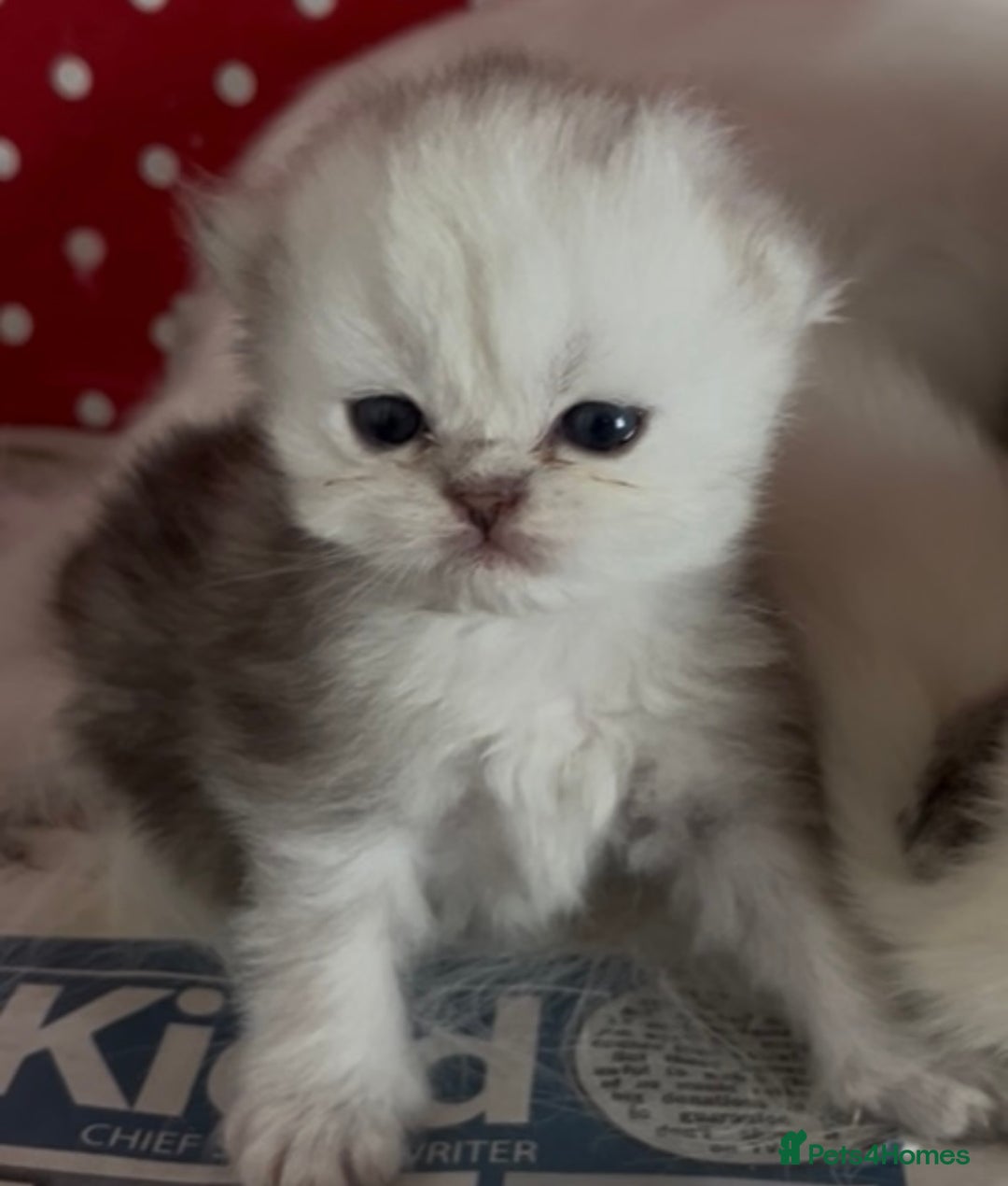Persian cats for sale: persian chinchilla kittens  - Image 1