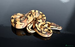 Python Snake reptiles for sale: Amazing baby ball pythons - Advert 17