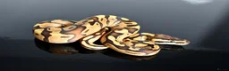Python Snake reptiles for sale: Amazing baby ball pythons - Advert 17