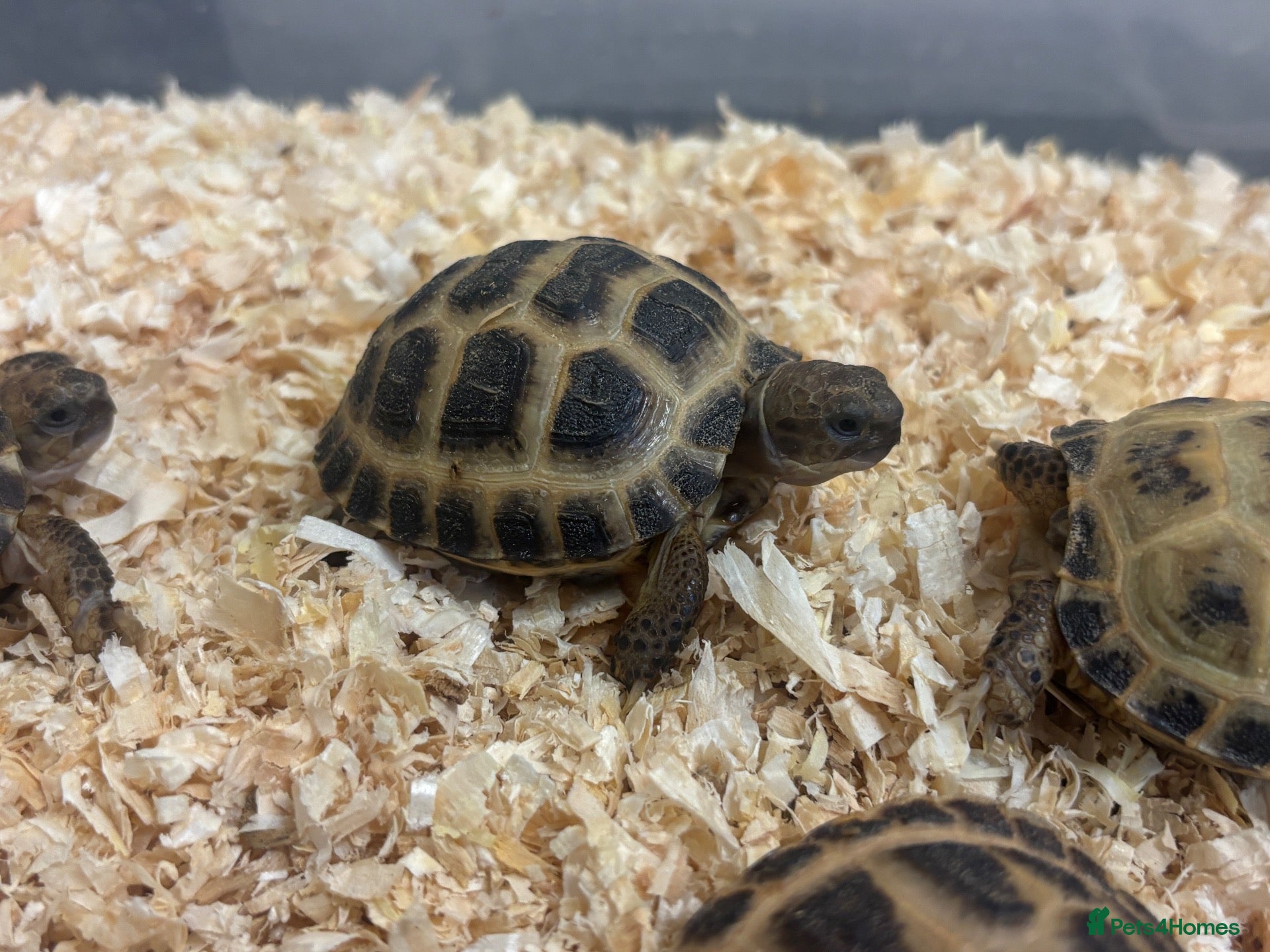 Mixed Breed reptiles Baby Horsefield - Advert 3