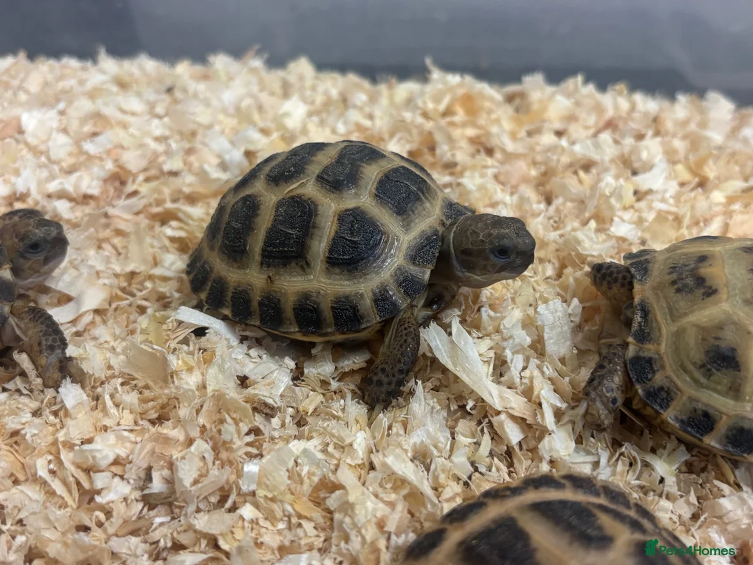 Mixed Breed reptiles for sale: Baby Horsefield in Swindon - Advert 1