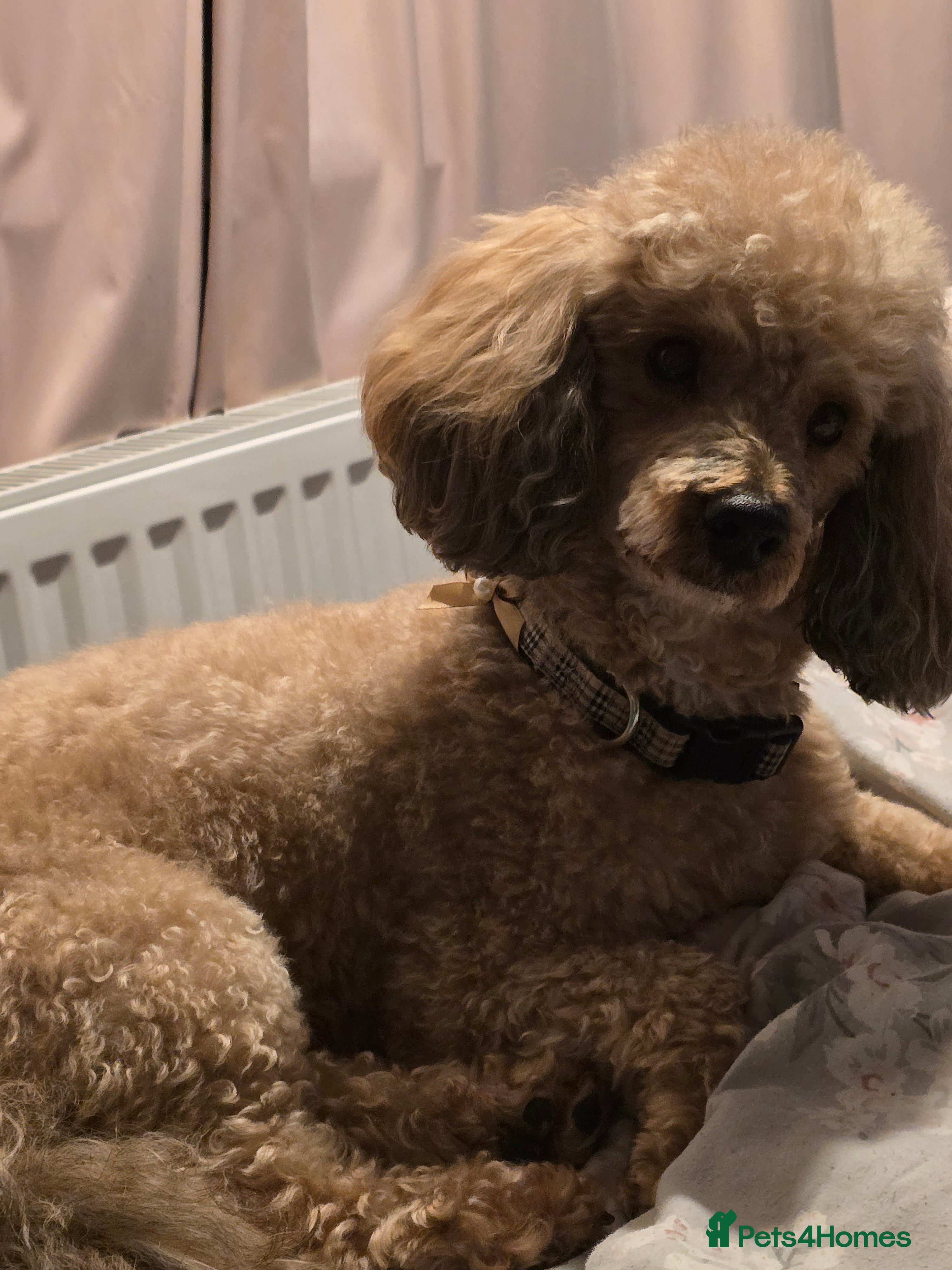 Miniature Poodle dogs 🏆PROVEN🏆 sable miniature poodle health tested in Havant - Advert 24