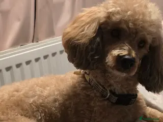 Miniature Poodle dogs 🏆PROVEN🏆 sable miniature poodle health tested in Havant - Advert 24