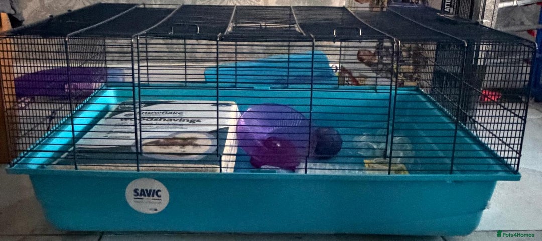 Hamster rodents for sale: Syrian hamster cage plus add ins - Advert 3