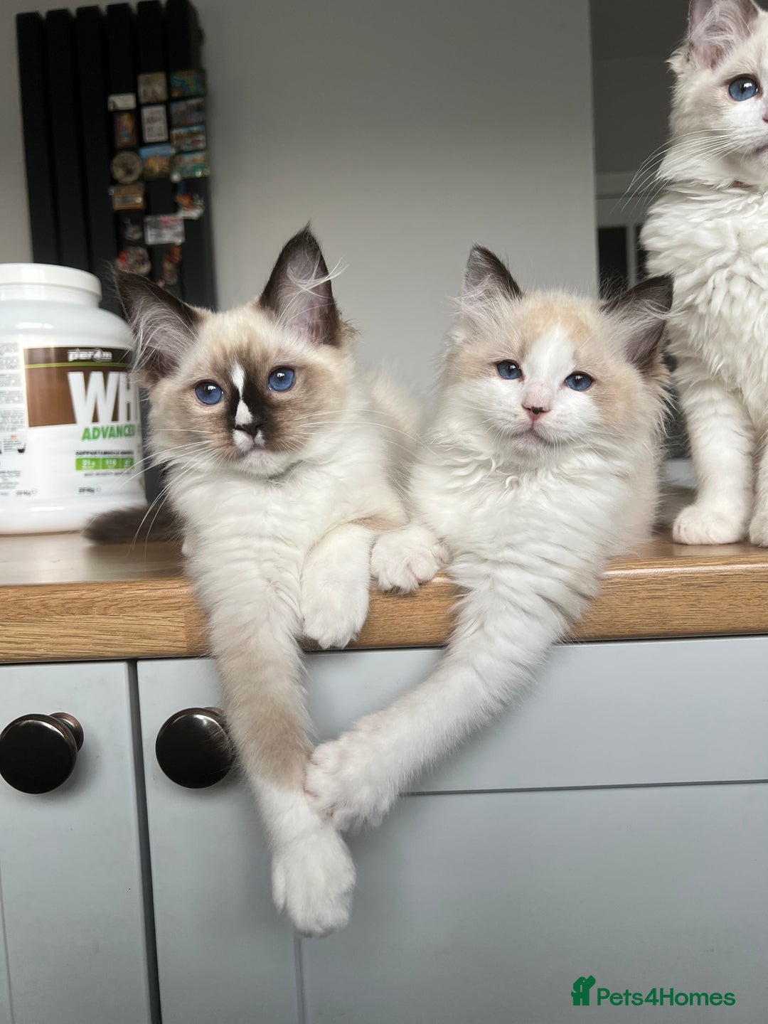Ragdoll cats for sale: Registered Ragdoll kittens for sale - Image 19