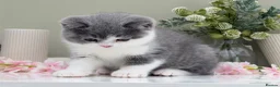 British Shorthair cats for sale: Champion bred Quality kittens   - Advert 4