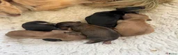 Miniature Dachshund dogs for sale: Stunning long hair  KC,PRA & BVA eye clear parents - Advert 8