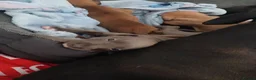 Italian Greyhound dogs for sale: Italian greyhound x whippet - Advert 8