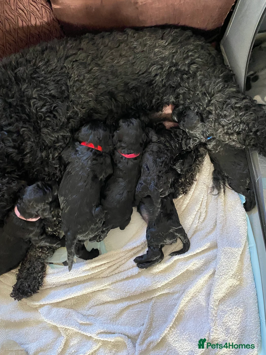 Labradoodle dogs for sale: F1b Black Labradoodle pups boy x2 girl x2 in Belvedere - Advert 2