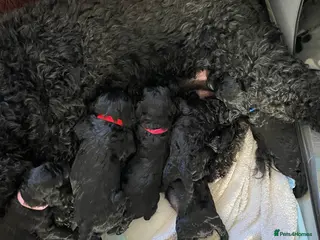 Labradoodle dogs F1b Black Labradoodle pups boy x2 girl x2 - Advert 2