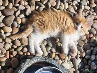 Maine Coon cats Maine Coons Ready Now!! 4 male 1 female - Advert 15