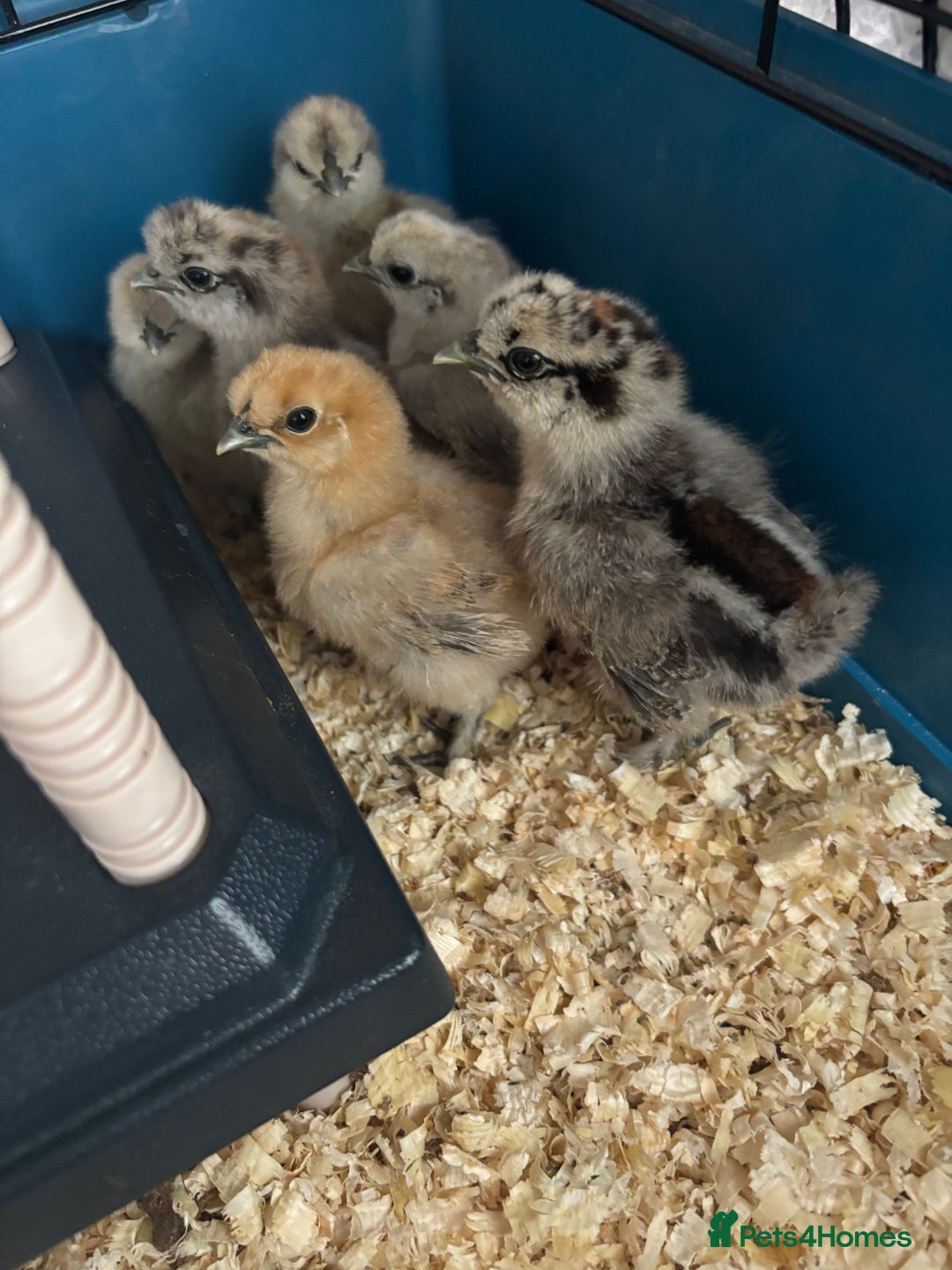 Chickens poultry for sale: Silkie chicks  - Advert 8