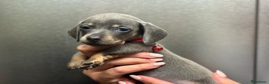 Miniature Dachshund Puppy 3