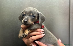 Miniature Dachshund dogs for sale: Miniature dachshunds (pink carriers)  - Image 7