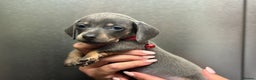 Miniature Dachshund dogs for sale: Miniature dachshunds (pink carriers)  - Advert 8