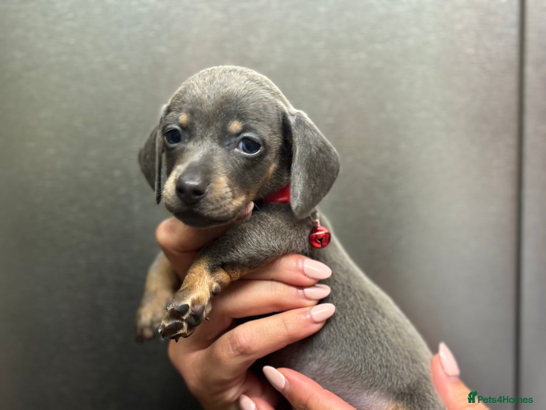 Miniature Dachshund dogs for sale: Miniature dachshunds (pink carriers)  - Image 7