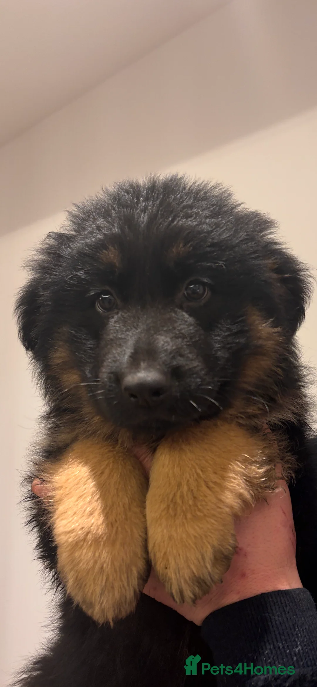 German Shepherd dogs for sale: Stunning long haired German Shepards  - Advert 5