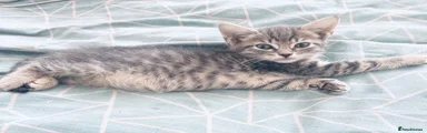 2-very light grey girl