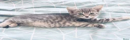 Mixed Breed cats for sale: Little Fluffs are looking for home - Advert 21