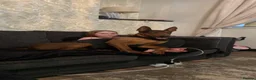 Chinese Red Dog dogs for sale: CHINESE RED DOG ** - Advert 9