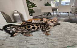 Bengal cats for sale: 3 HIGH QUALITY, PURE BLOODLINE BENGAL KITTENS  - Image 17