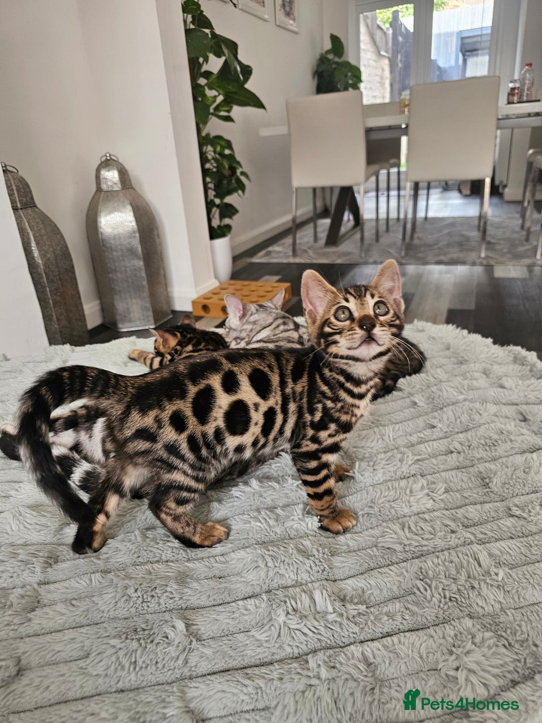 Bengal cats for sale: 3 HIGH QUALITY, PURE BLOODLINE BENGAL KITTENS  - Image 17