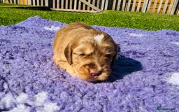 Mixed Breed dogs for sale: Schnoodle Babies 🐾🐾🐾 - Image 4