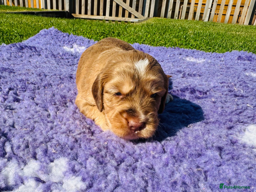 Mixed Breed dogs for sale: Schnoodle Babies 🐾🐾🐾 - Image 4