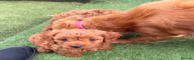 Cockapoo Puppy 3