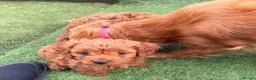 Cockapoo dogs for sale: Miniature cockapoo’s  - Advert 18