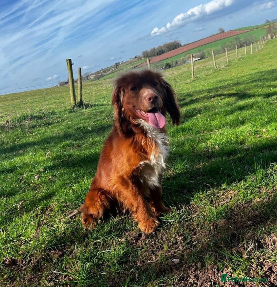 Cockapoo dogs for sale: 10-Month-Old F1B Cockapoo – Loving Home Wanted - Advert 8