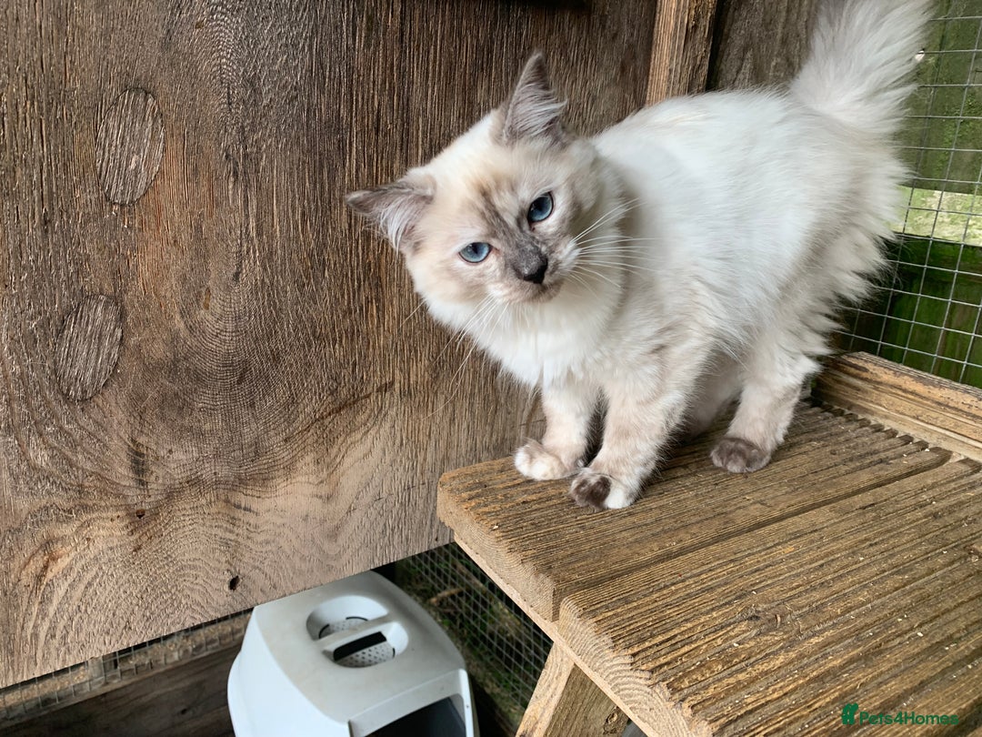 Ragdoll cats for sale: Ragdoll  - Image 5