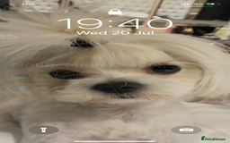 Maltese dogs for sale: KC Reg Korean Maltese girls - Image 11