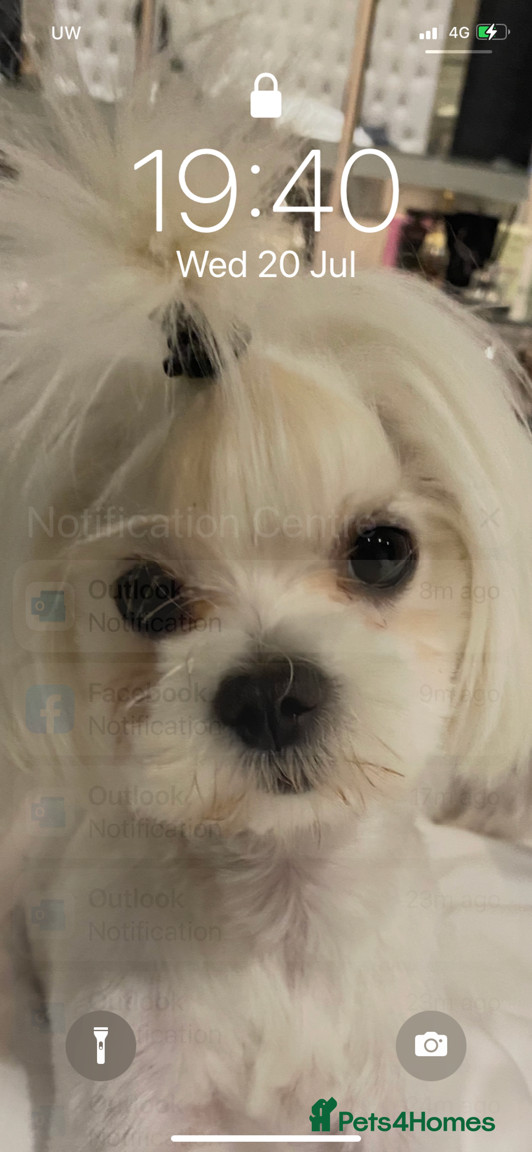Maltese dogs for sale: KC Reg Korean Maltese girls - Image 11