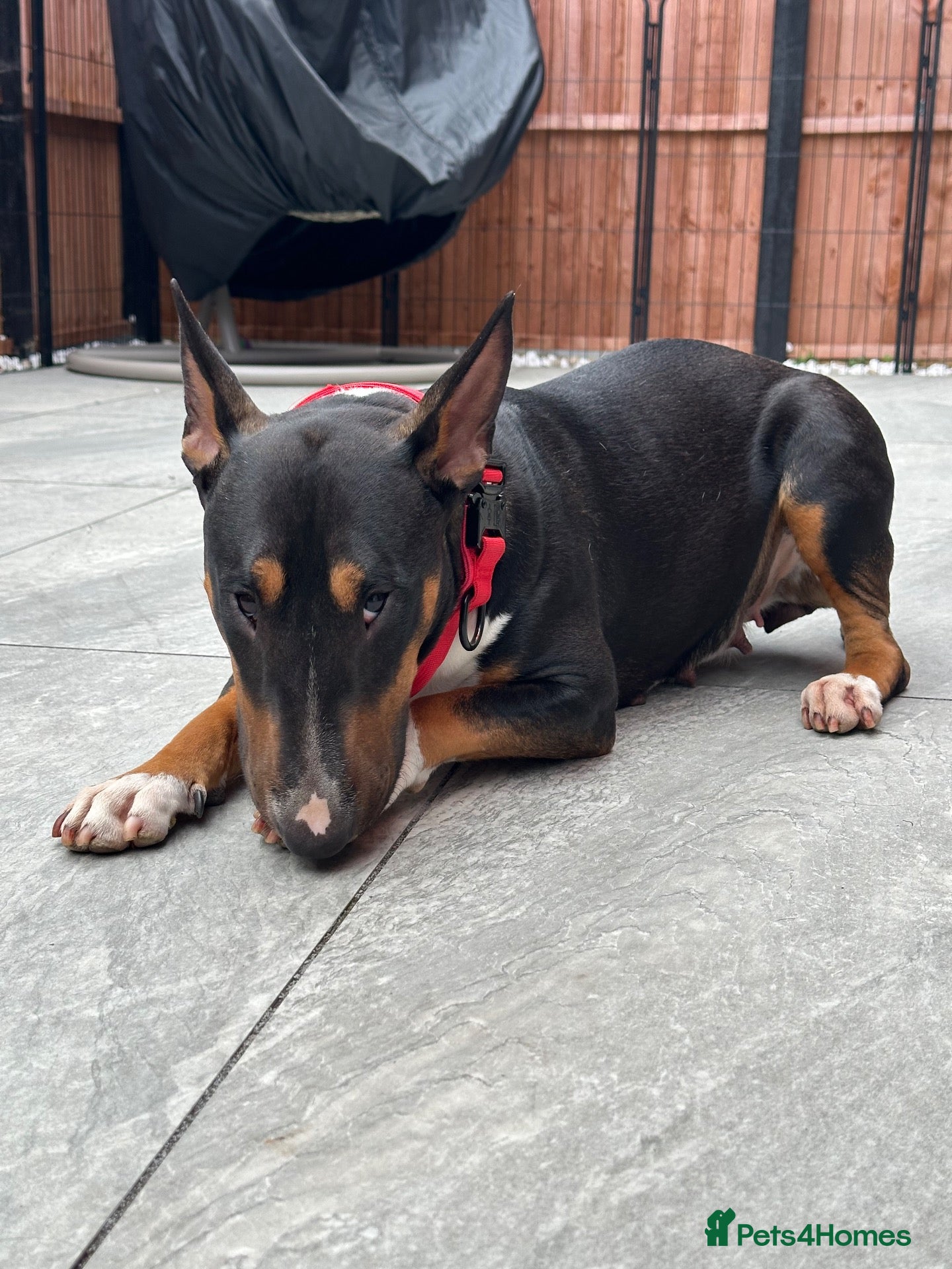 Bull Terrier dogs KC Registered EBT UK Champion Bloodline Puppies - Advert 2