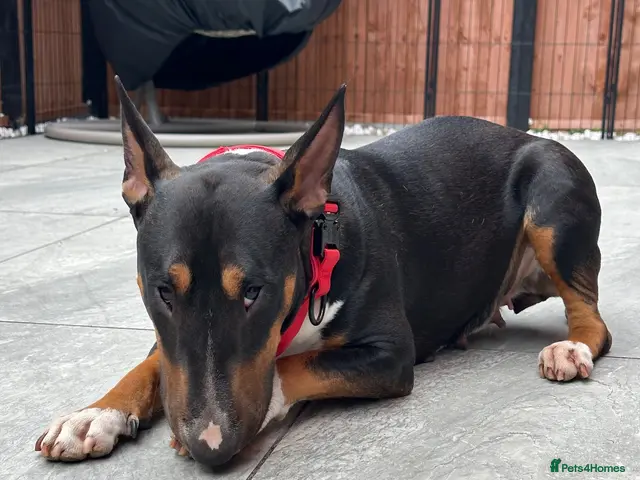 Bull Terrier dogs for sale: KC Registered EBT UK Champion Bloodline Puppies - Advert 2