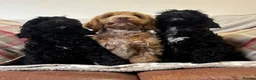 Cockapoo dogs for sale: Stunning F1 Cockapoos H/Tested KC/Show Parents!! - Advert 3