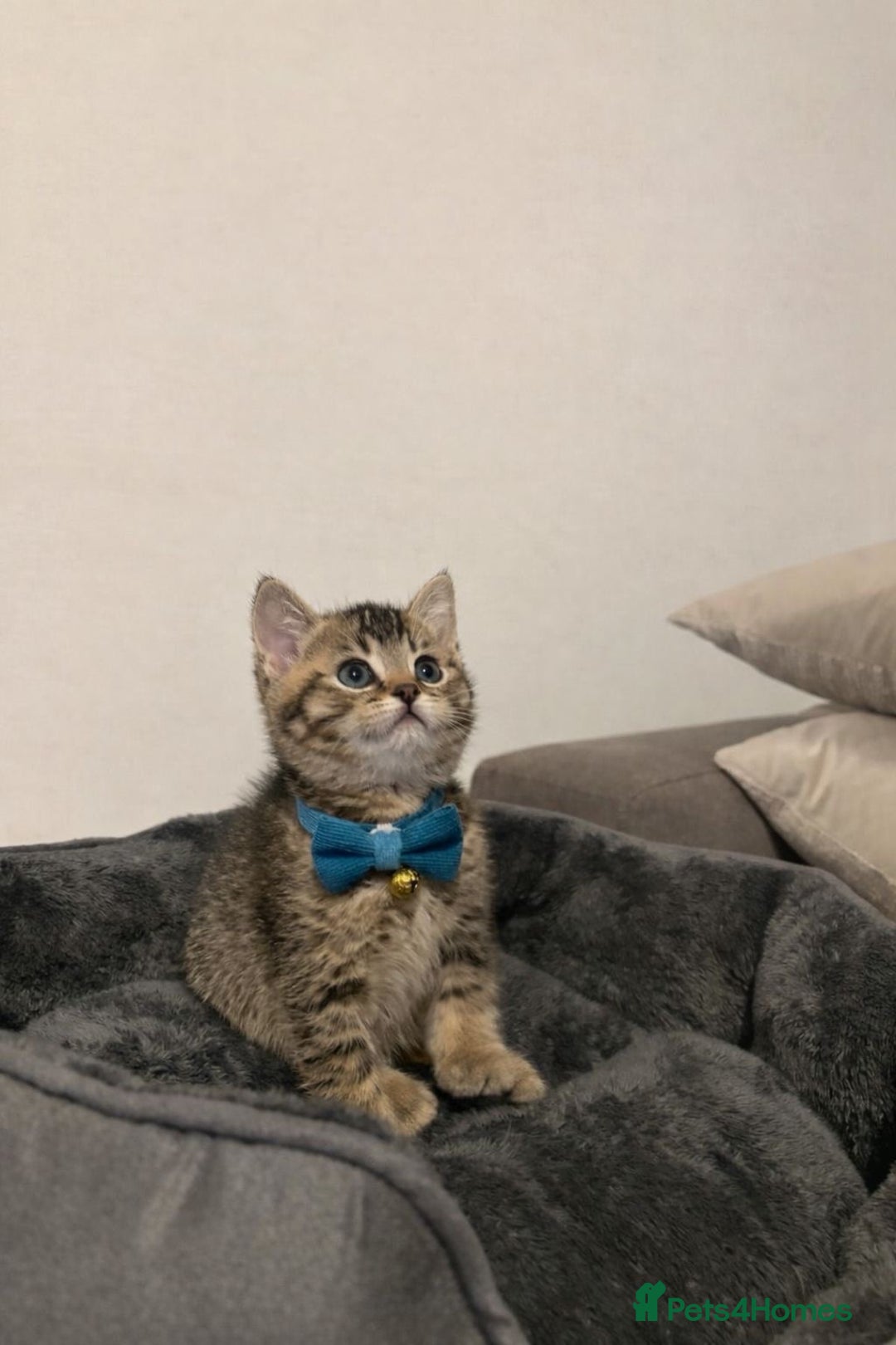 British Shorthair cats for sale: 4 British shorthair kittens available  - Advert 4